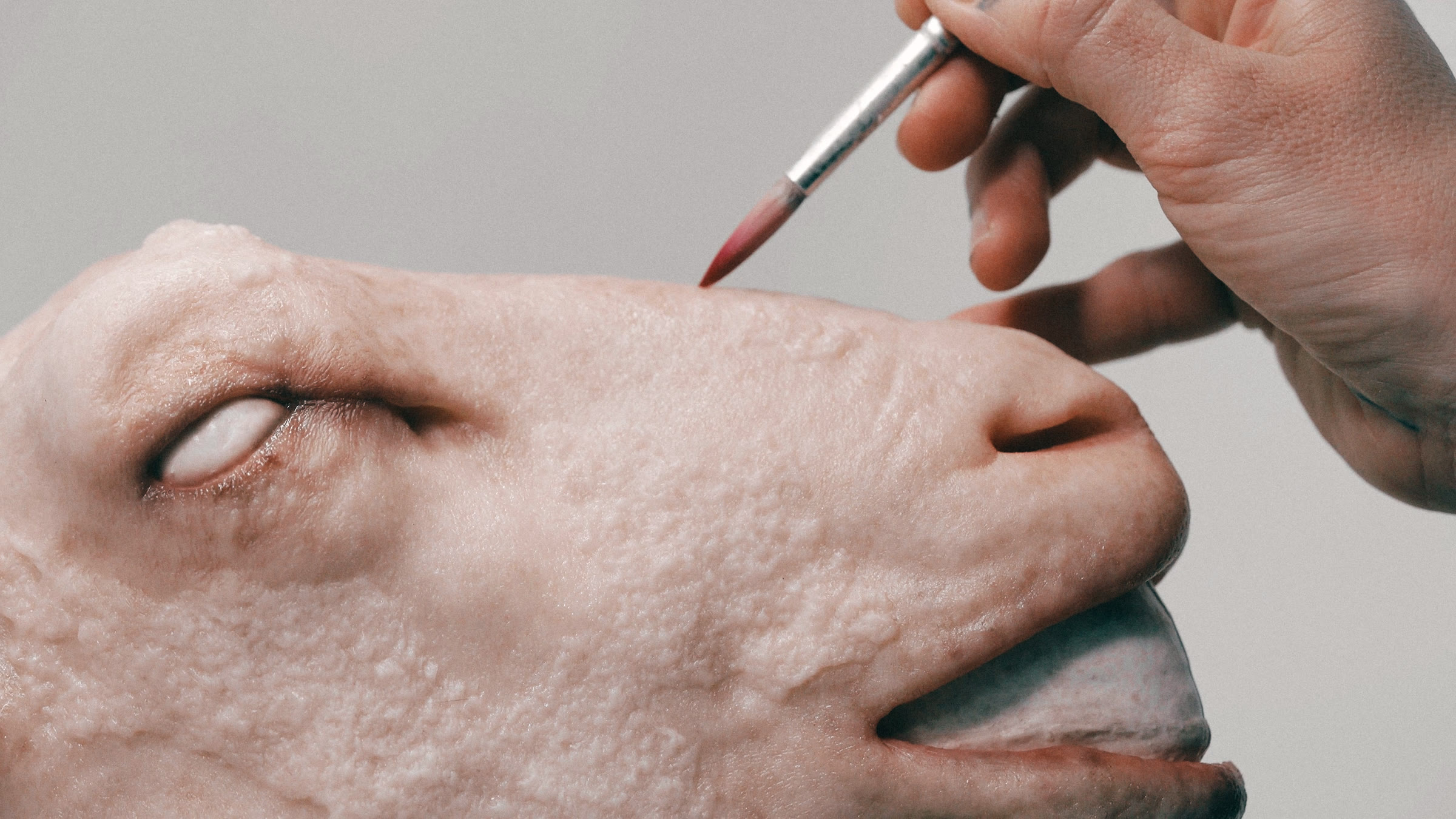 A brush on the skin of the sheep head