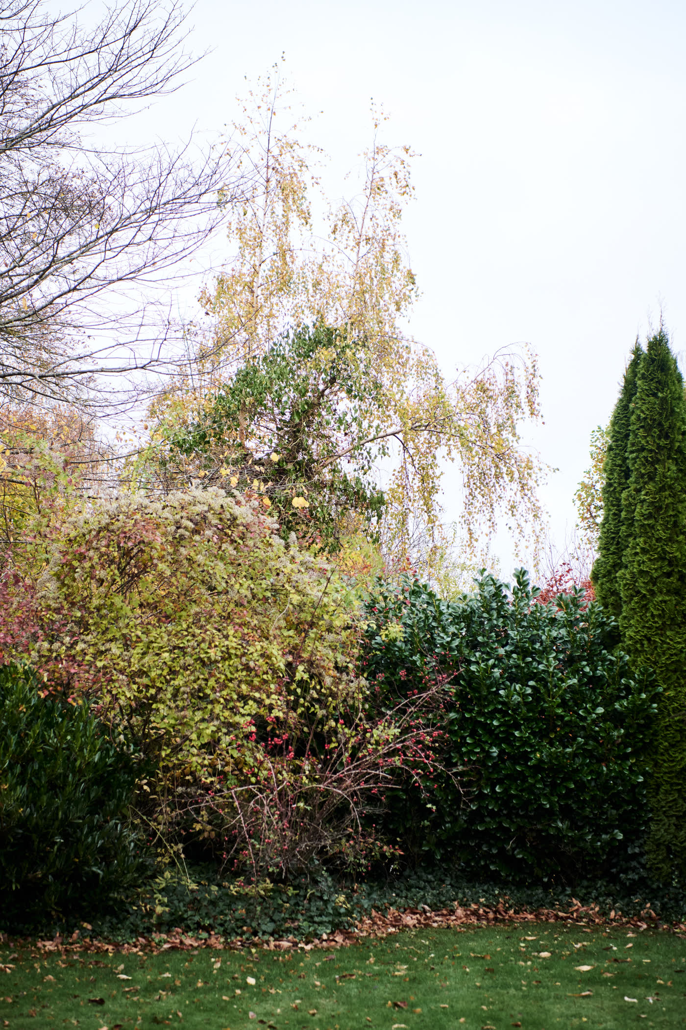 Trees in the garden